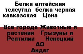 Белка алтайская телеутка, белка черная кавказская › Цена ­ 5 000 - Все города Животные и растения » Грызуны и Рептилии   . Ненецкий АО,Андег д.